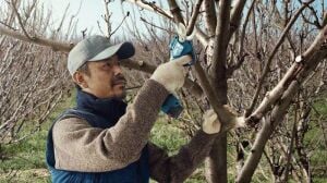 Bosch Pro Pruner Akülü Bahçe-Dal Kesme Makası (Akü ve Şarj Yoktur) 06019K1020