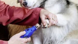 Dremel 7350 Evcil Hayvan Tırnak Bakım Kiti F0137350PA