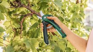 Bosch Easy Prune Şarjlı Budama Makası 06008B2102