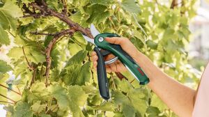 Bosch Easy Prune Şarjlı Budama Makası 06008B2102